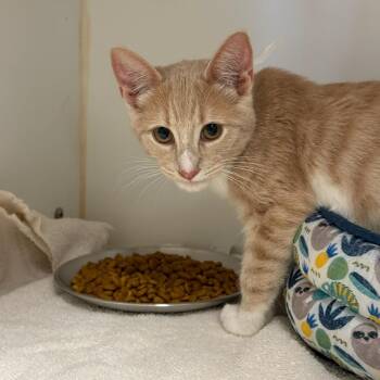 Wisteria -  Oriental Short Hair and Domestic Short Hair Cat for Adoption in Kent, Washington - Wisteria | PetCurious