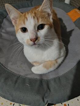 Wadsworth -  Domestic Short Hair Cat for Adoption in Overland Park, Kansas - Wadsworth | PetCurious