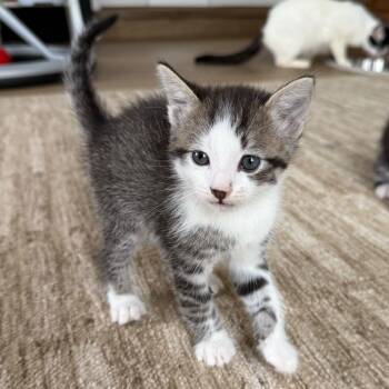 Domestic Short Hair Cats Available for Adoption in Escondido, California - Clemson | PetCurious