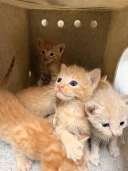 HINATA -  Domestic Short Hair Cat for Adoption in Riverside, California - HINATA | PetCurious