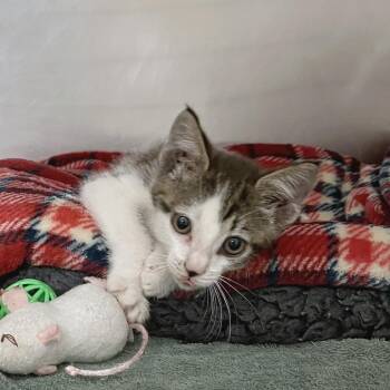 Hot Fudge Sundae -  Domestic Short Hair Cat for Adoption in York, Pennsylvania - Hot Fudge Sundae | PetCurious