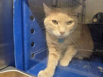 LEO -  Domestic Short Hair Cat for Adoption in Orlando, Florida - LEO | PetCurious