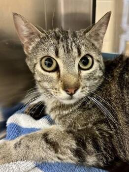 Domestic Short Hair Cats Available for Adoption in Wichita, Kansas - Mother Ship | PetCurious
