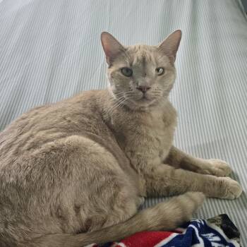 Gus (Courtesy Post) -  Domestic Short Hair Cat for Adoption in Oswego, New York - Gus (Courtesy Post) | PetCurious