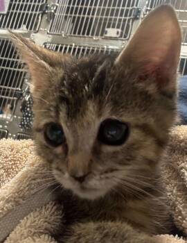 Girly Pop -  Domestic Short Hair Cat for Adoption in Vancouver, Washington - Girly Pop | PetCurious