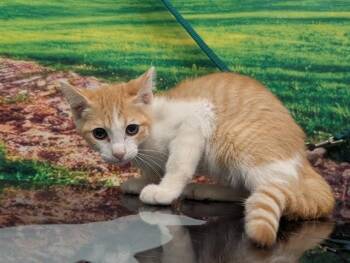 A553209 -  Domestic Short Hair Cat for Adoption in Moreno Valley, California - A553209 | PetCurious