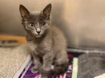 MAVIS -  Domestic Short Hair Cat for Adoption in Fort Wayne, Indiana - MAVIS | PetCurious