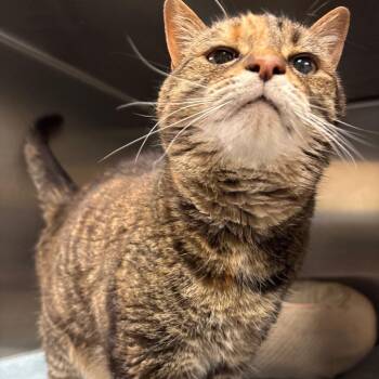 Domestic Short Hair Cats Available for Adoption in York, Pennsylvania - Molly | PetCurious