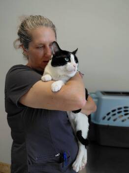 Moon Moon aka Moonie -  Domestic Short Hair Cat for Adoption in Powell, Tennessee - Moon Moon Aka Moonie | PetCurious