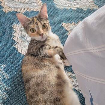 Dahlia -  Domestic Short Hair Cat for Adoption in Englewood, Florida - Dahlia | PetCurious