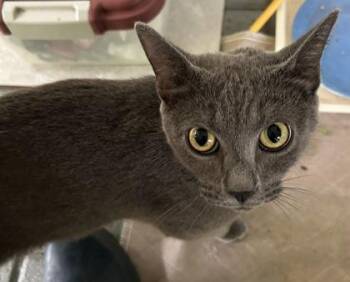 Rescue Domestic Short Hair Cats for Adoption in Annapolis, Maryland - Tulip | PetCurious