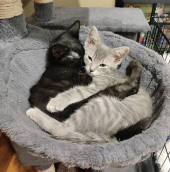 Bernadette -  Domestic Short Hair Cat for Adoption in Topeka, Kansas - Bernadette | PetCurious