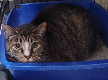Domestic Short Hair Cats Available for Adoption in Saint Clairsville, Ohio - Stella | PetCurious