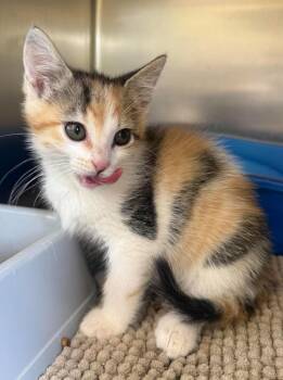Domestic Short Hair Cats Available for Adoption in Maryville, Missouri - Caroline | PetCurious