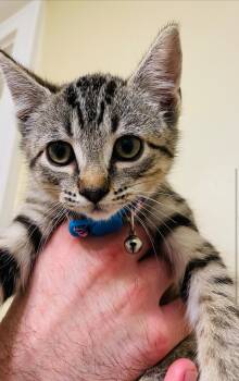 Rescue Domestic Short Hair Cats for Adoption in Vancouver, British Columbia - Lank | PetCurious