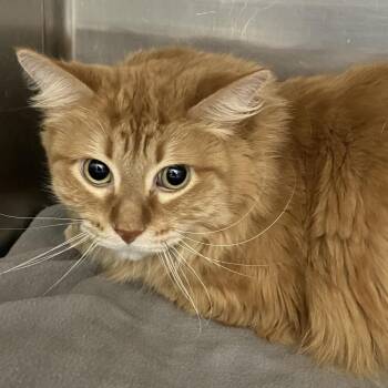 Domestic Short Hair Cats Available for Adoption - Pumpkin | PetCurious