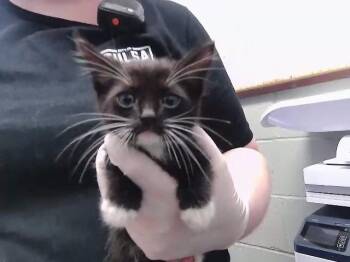 JENCO -  Domestic Short Hair Cat for Adoption in Tulsa, Oklahoma - JENCO | PetCurious