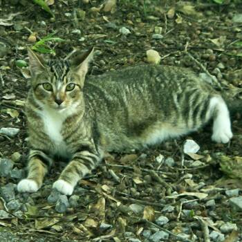 Winston -  Domestic Short Hair Cat for Adoption in Birmingham, Alabama - Winston | PetCurious