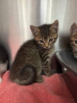 Zoya -  Domestic Short Hair Cat for Adoption in Burgaw, North Carolina - Zoya | PetCurious