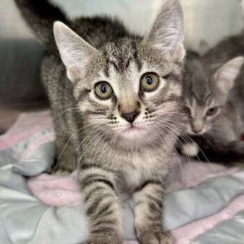Chess -  Domestic Short Hair Cat for Adoption in Matteson, Illinois - Chess | PetCurious