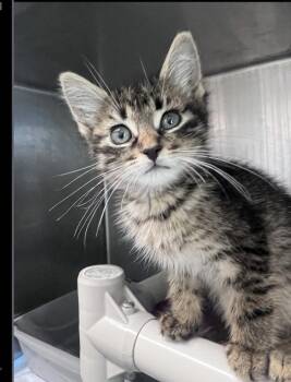 Ferris -  Domestic Short Hair Cat for Adoption in Lafayette, Colorado - Ferris | PetCurious