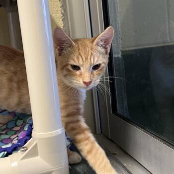 Pumba -  Domestic Short Hair Cat for Adoption - Pumba | PetCurious