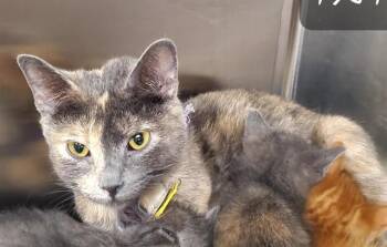 BUBELLA -  Domestic Short Hair Cat for Adoption in St. Louis, Missouri - BUBELLA | PetCurious