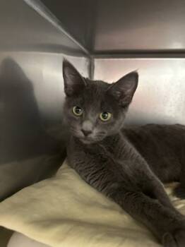 Rescue Domestic Short Hair Cats for Adoption in Morristown, New Jersey - Bok Bok | PetCurious