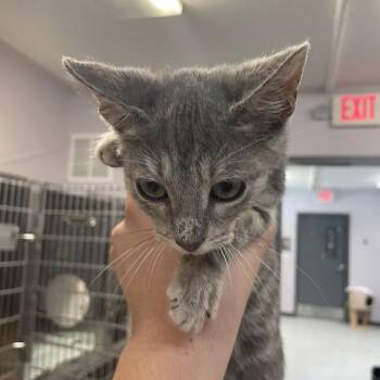 Louie -  Domestic Short Hair Cat for Adoption in Port Charlotte, Florida - Louie | PetCurious