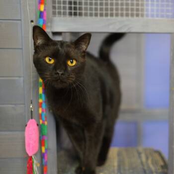 Rescue Domestic Short Hair Cats for Adoption in Cary, North Carolina - Sissy Cakes | PetCurious