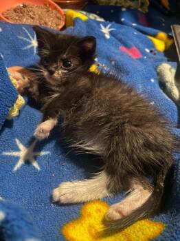 Frank Sinatra -  Domestic Short Hair Cat for Adoption in East Amwell Township, New Jersey - Frank Sinatra | PetCurious