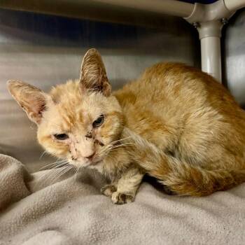 Unspecified Rabbit -  Domestic Short Hair Cat for Adoption in Austin, Texas - Unspecified Rabbit | PetCurious