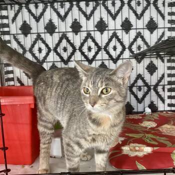 Domestic Short Hair Cats Available for Adoption in Westhampton, New York - Ariel | PetCurious