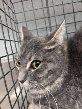 Domestic Short Hair Cats Available for Adoption - BETTY BOO | PetCurious