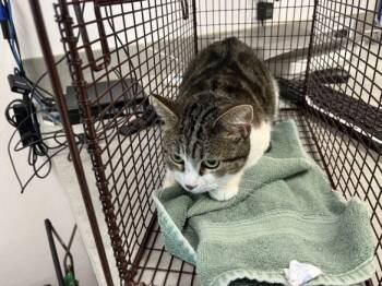 Rescue Domestic Short Hair Cats for Adoption in Loveland, Colorado - VALENTINA | PetCurious