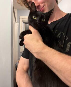 Fig 2 -  Domestic Short Hair Cat for Adoption in Arthur, Ontario - Fig 2 | PetCurious