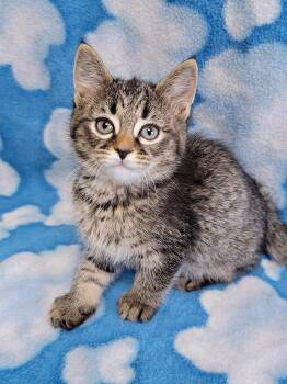 Rescue Domestic Short Hair Cats for Adoption in Hornell, New York - Katara | PetCurious