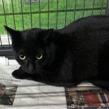 Ebony -  Domestic Short Hair Cat for Adoption in Corbin, Kentucky - Ebony | PetCurious