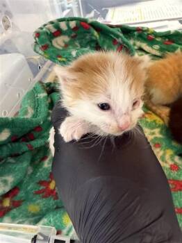 Domestic Medium Hair Cats Available for Adoption in El Paso, Texas - 60878698 | PetCurious