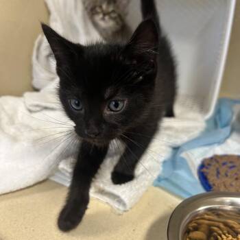 Chicago -  Domestic Short Hair Cat for Adoption in Binghamton, New York - Chicago | PetCurious