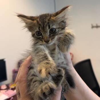 Welcome Wally 13 -  Domestic Short Hair Cat Available for Adoption in Austin, Texas - Welcome Wally 13 | PetCurious