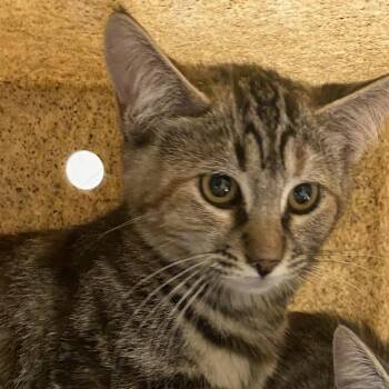 Sprite -  Domestic Short Hair Cat for Adoption in Reno, Nevada - Sprite | PetCurious