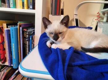 Oracle -  Siamese Cat for Adoption in San Diego, California - Oracle | PetCurious