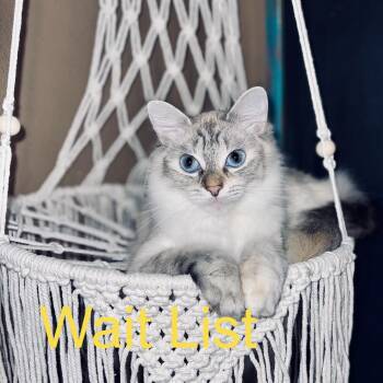 Cinderelsa -  Ragdoll Cat for Adoption in Livingston, Texas - Cinderelsa | PetCurious