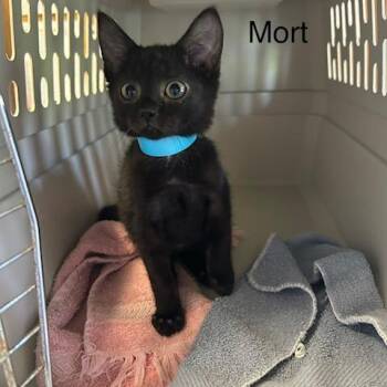 Mort -  Domestic Short Hair Cat for Adoption in Knoxville, Tennessee - Mort | PetCurious