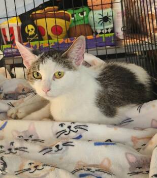 Katie -  Domestic Short Hair Cat for Adoption in East Brunswick, New Jersey - Katie | PetCurious