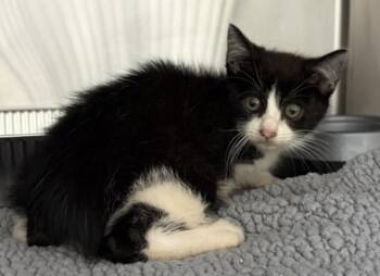 Nf26c -  Domestic Short Hair Cat for Adoption in Lawrenceville, Georgia - Nf26c | PetCurious