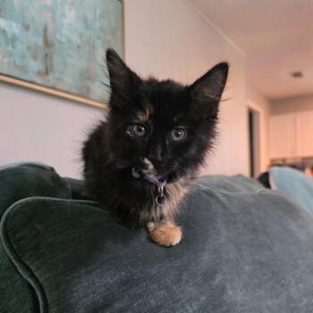 Aurora -  Domestic Long Hair Cat for Adoption in Fort Worth, Texas - Aurora | PetCurious