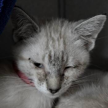 Peach Ring -  Domestic Short Hair Cat for Adoption in Goleta, California - Peach Ring | PetCurious