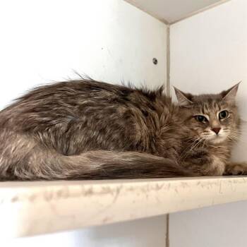 PURRL -  Domestic Medium Hair Cat for Adoption in Methuen, Massachusetts - PURRL | PetCurious